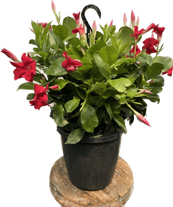 10" Dipladenia Hanger - Image 2
