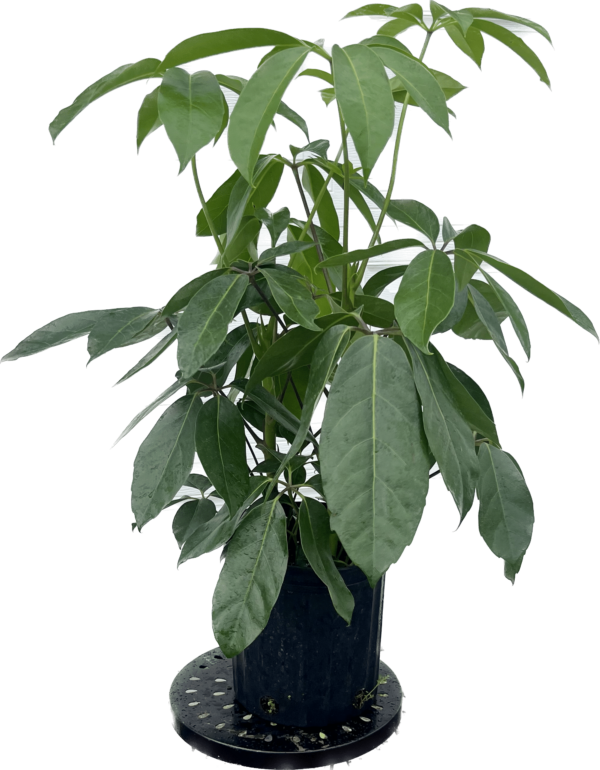 8" Schefflera Amate