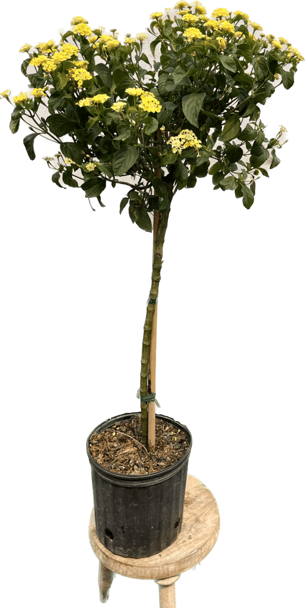 10" Lantana (Tree) - Image 2