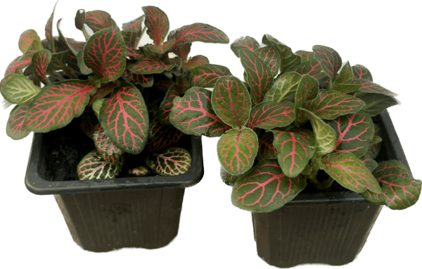 3" Fittonia Red