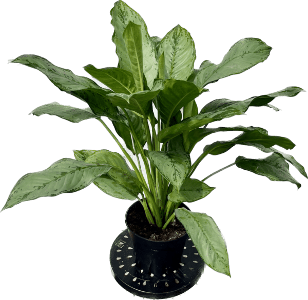 8" Aglaonema BJ Freeman