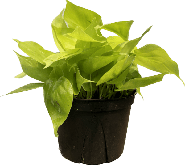 6" Philodendron Lemon Lime