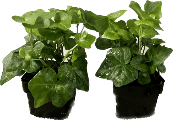 3" Ivy Green