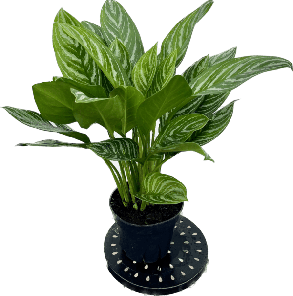8" Aglaonema Stripe