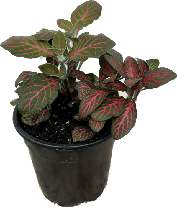 4" Fittonia Red