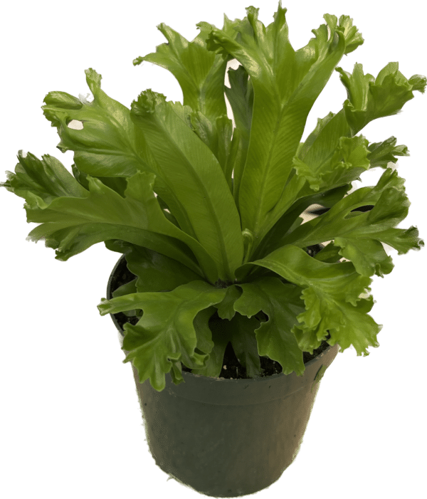 4" Fern Bird's Nest Leslie
