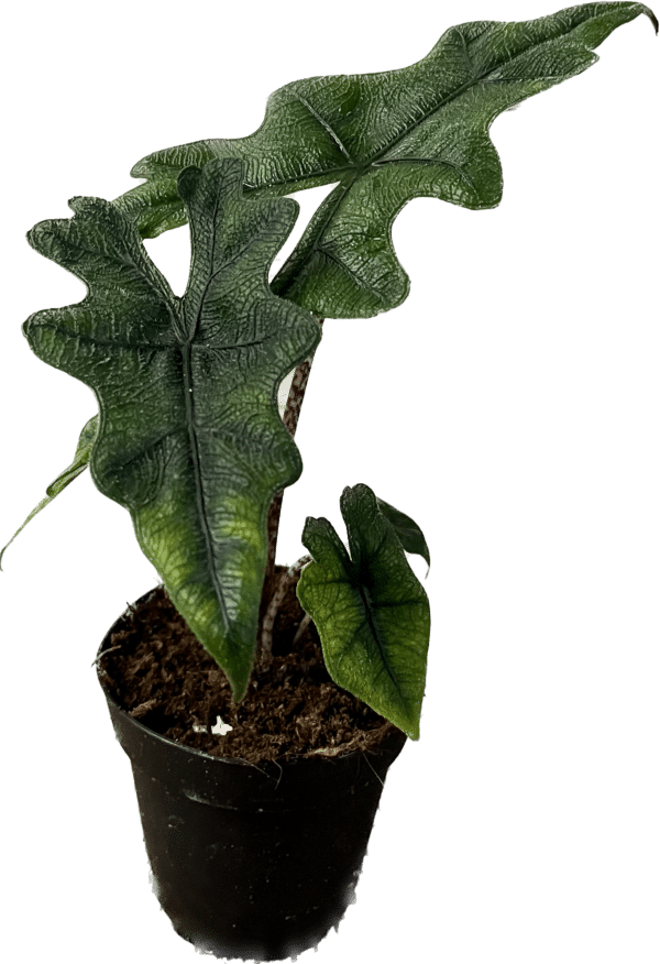 4" Alocasia Jacklyn