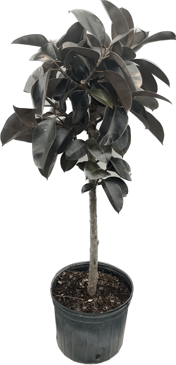 14" Rubber (Tree)