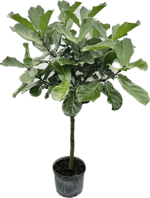 14" Fiddle Fig (Tree)