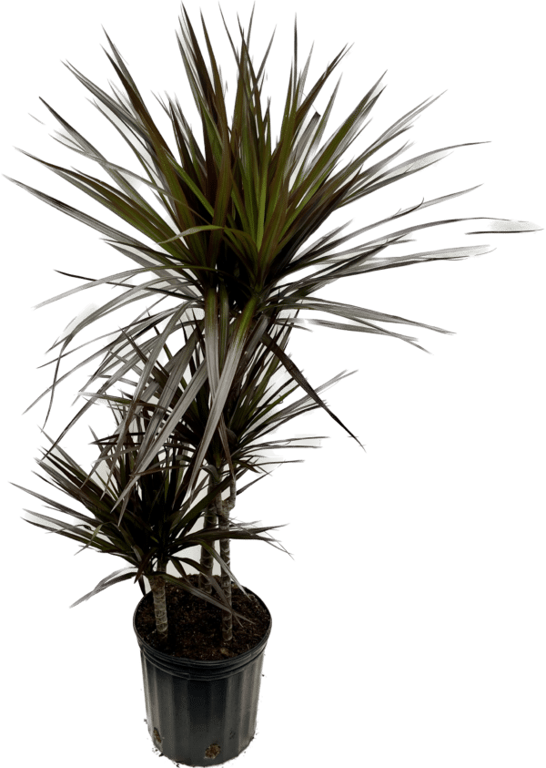 8" Margi Cane Magenta