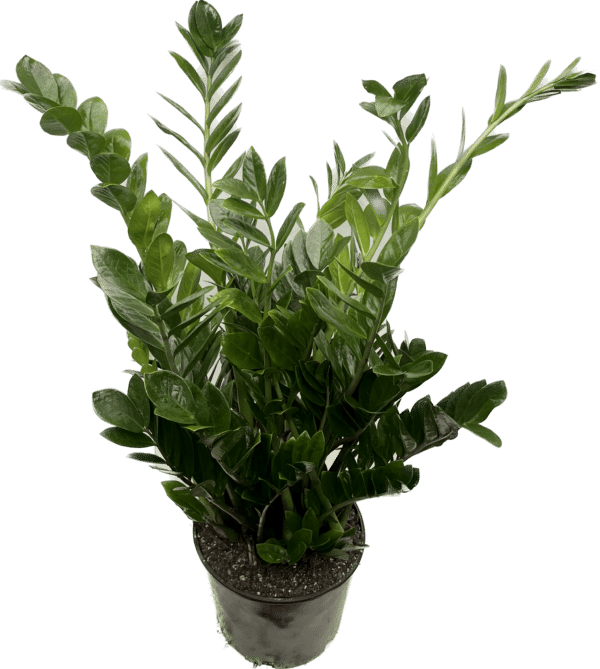 10" ZZ Plant - Image 2