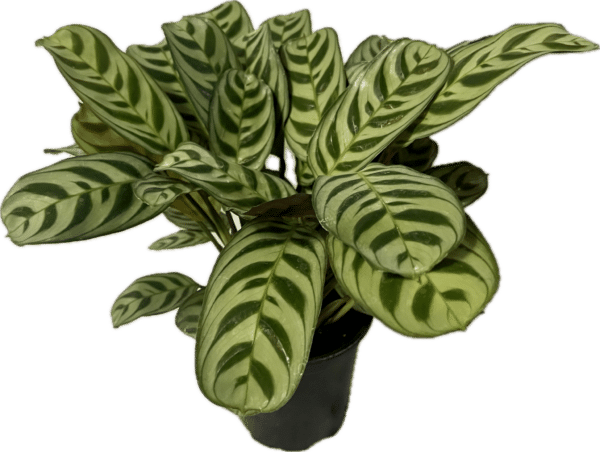 4" Calathea Amagris