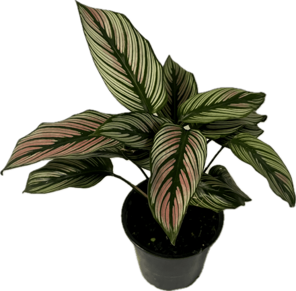 4" Calathea White Star