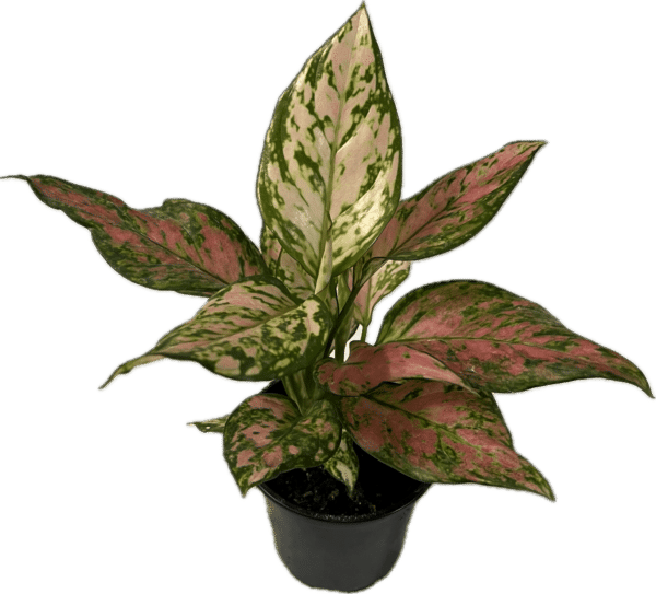 4" Aglaonema Pink Asst