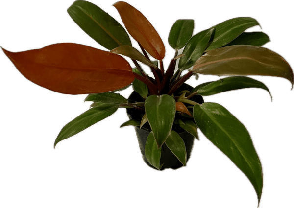 4" Philodendron Sun Red