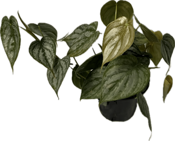 4" Philodendron Brandi