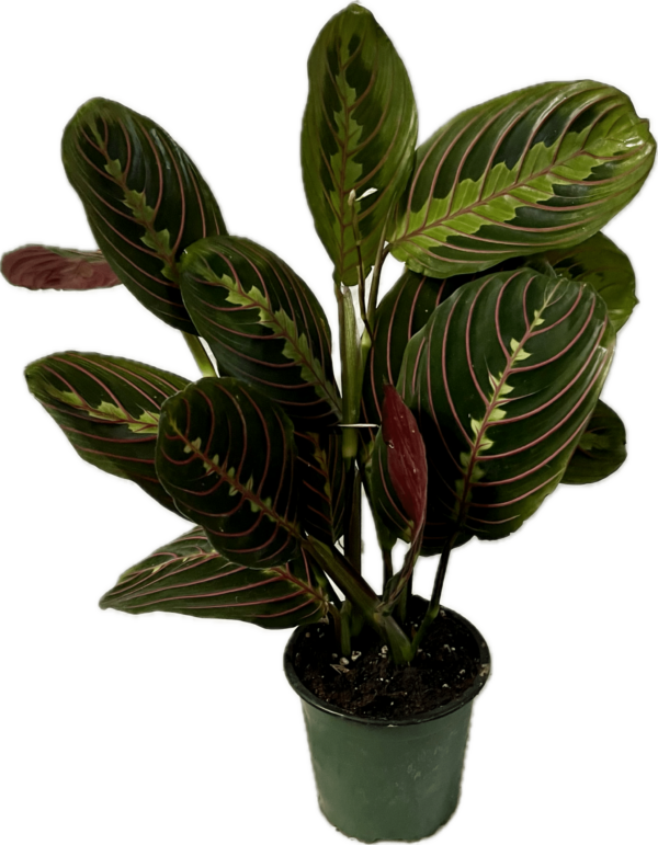 4" Maranta Red Prayer