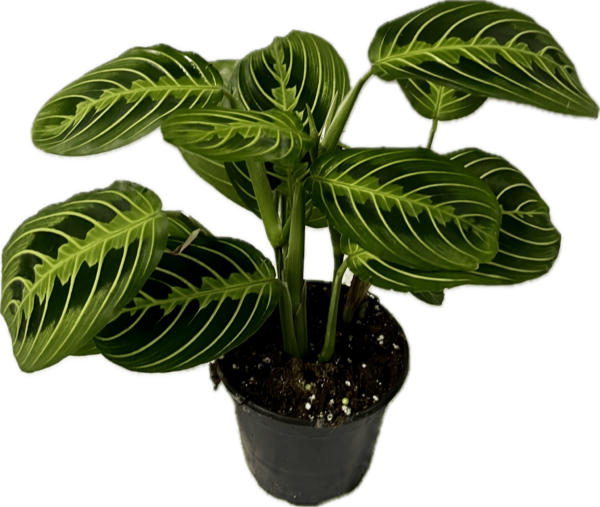 4" Maranta Lemon