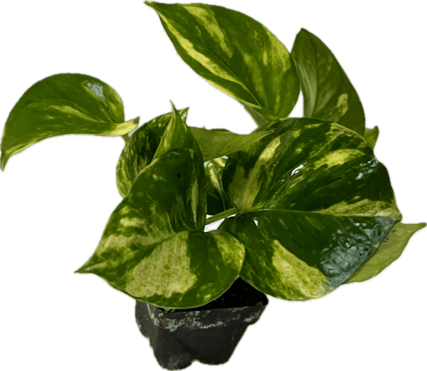 3" Pothos Golden