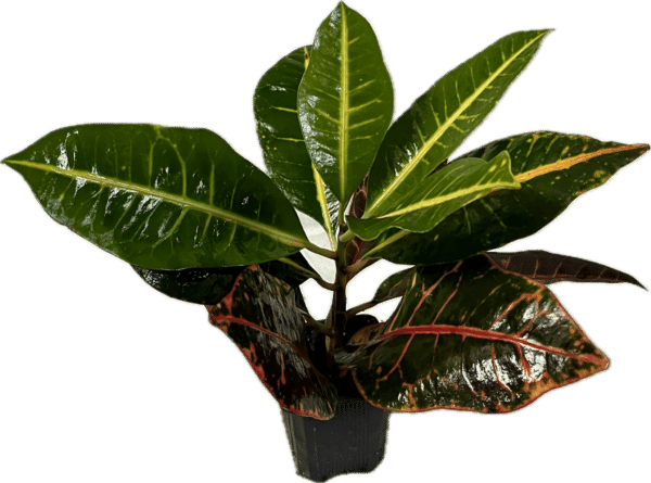 3" Croton Petra