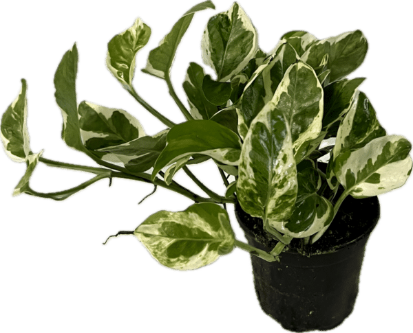 4" Pothos 'n' Joy