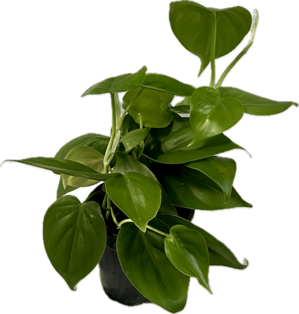 4" Philodendron