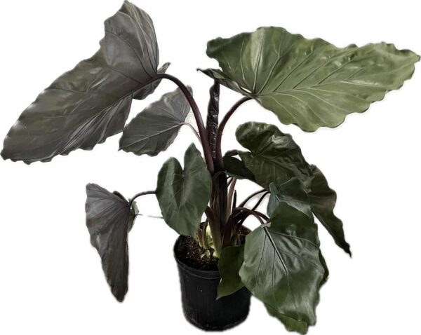 10" Alocasia Imperial Red