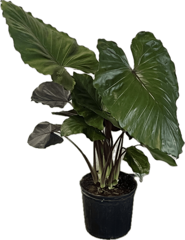 10" Alocasia Metal Head