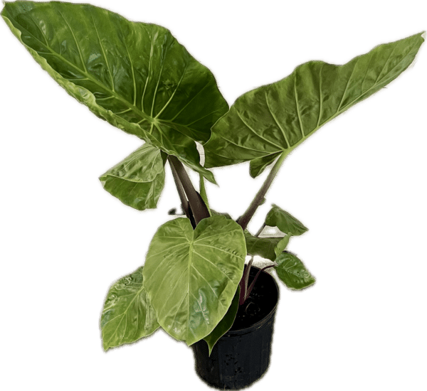 10" Alocasia - Image 2