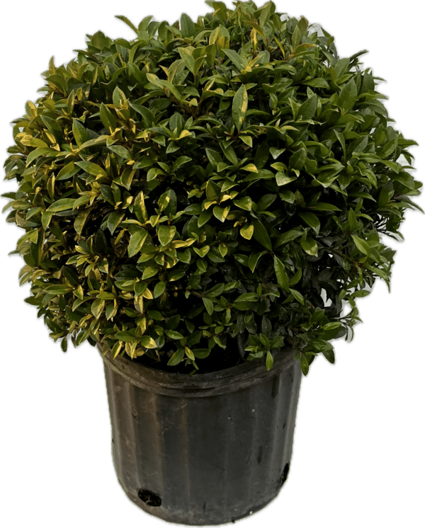 10" Eugenia Globe