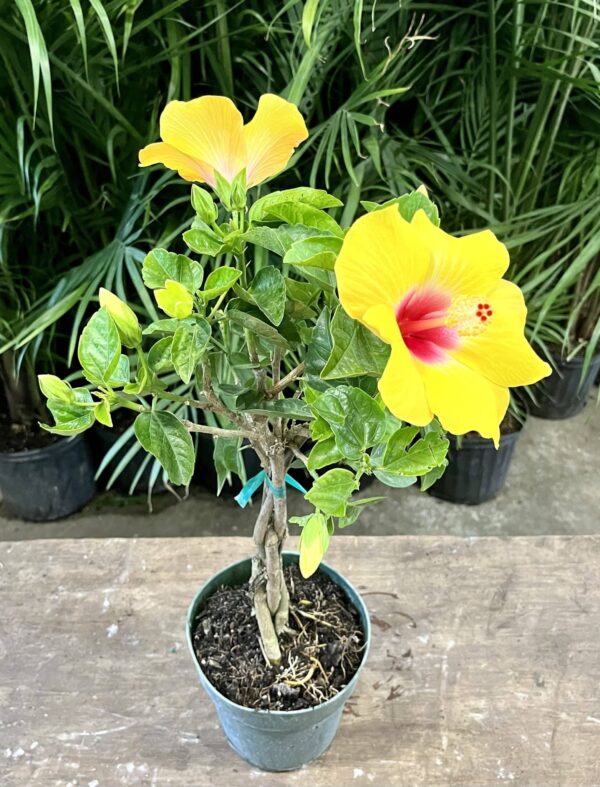 6" Hibiscus (Braid) - Image 2