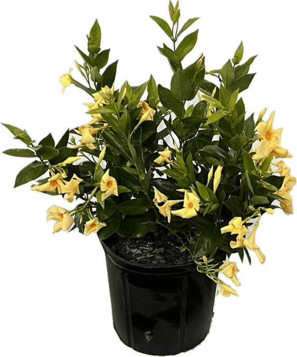 10" Mandevilla (Bush)