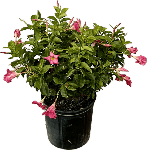 10" Mandevilla (Bush) - Image 2