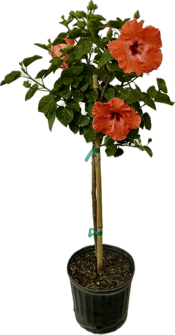 10" Hibiscus Premium (Tree) - Image 8