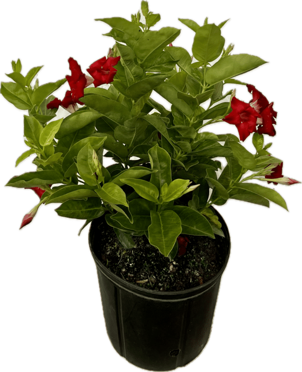 10" Mandevilla (Bush) - Image 3