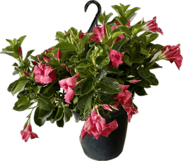 10" Mandevilla Hanger