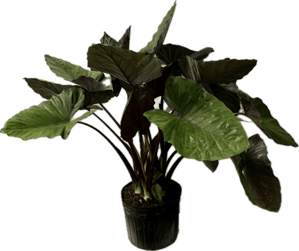 12" Alocasia