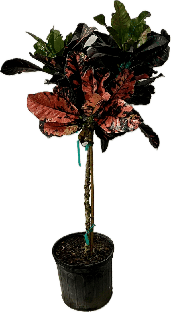 10" Croton Magnificent Std