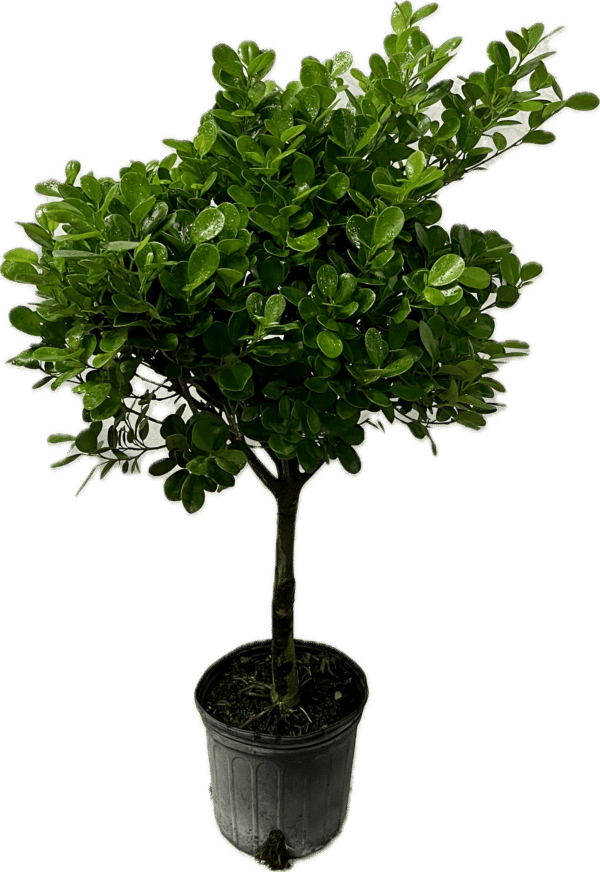 10" Ficus Tree Moclame