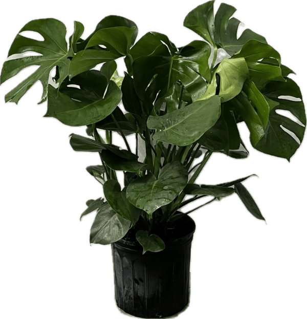 10" Split Leaf