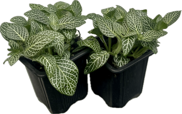 3" Fittonia White