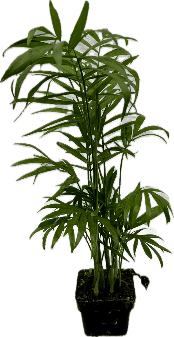 3" Palm Neanthe Bella