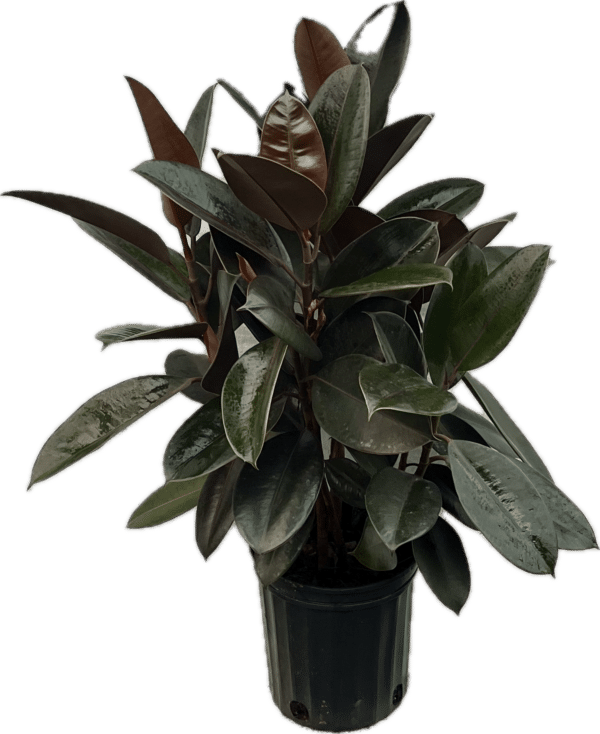 8" Rubber Robusta