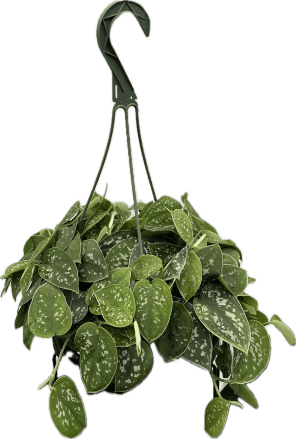 8" Scindapsus Pictus Hanger