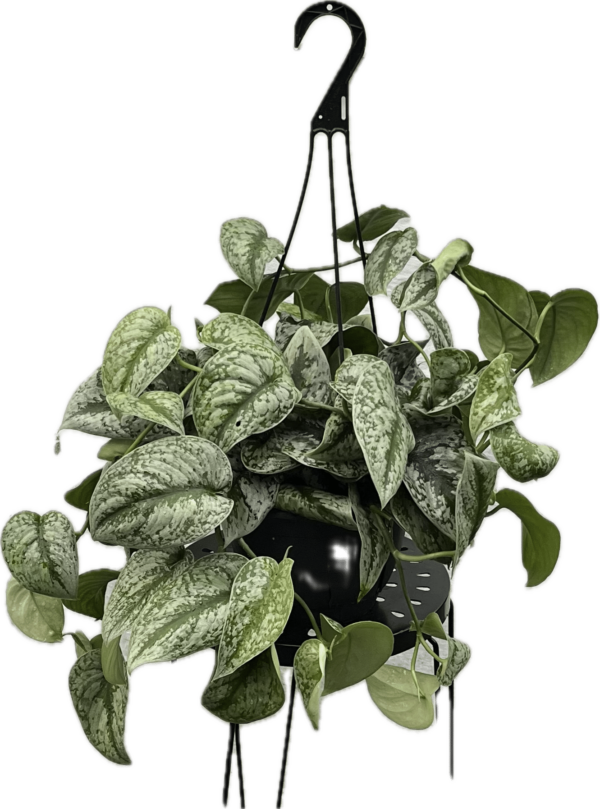 8" Scindapsus Silver Satin Hanger