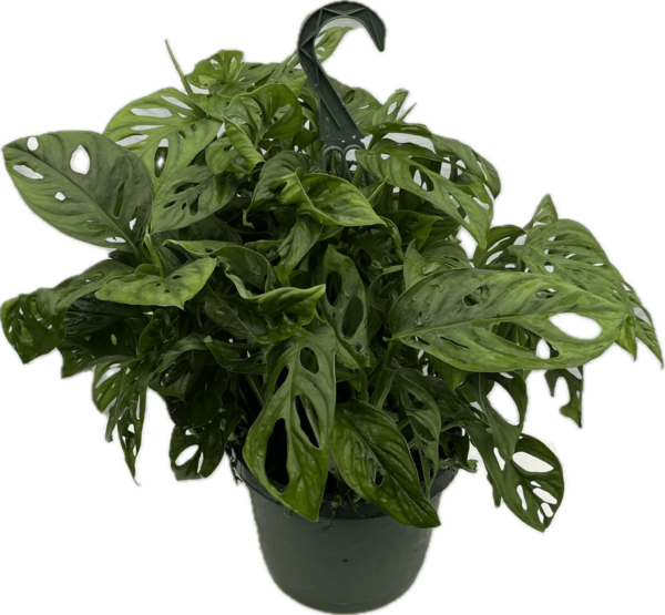 8" Philodendron Swiss Cheese Hanger