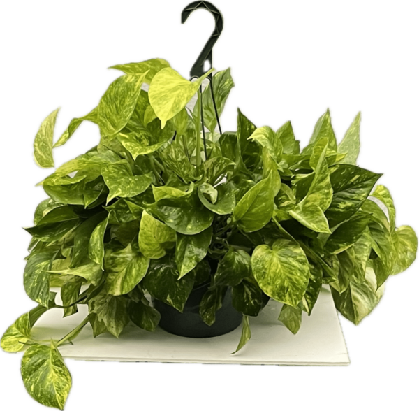 8" Pothos Golden Hanger