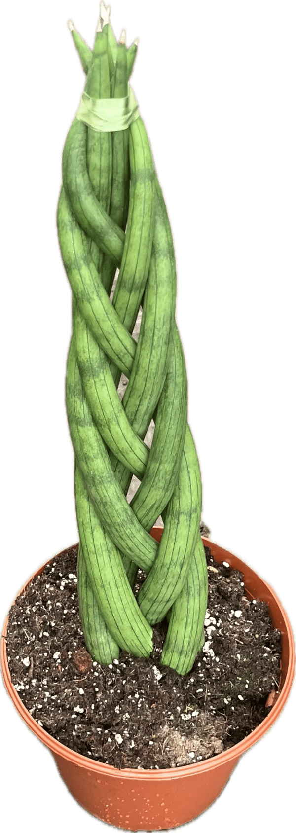 8" Sansevieria Cylinder Braided