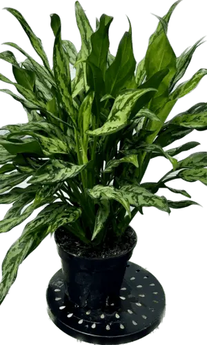8" Aglaonema Juliette