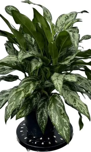 8" Aglaonema Romeo